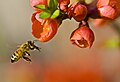 Apis es un género de himenópteros ápidos que incluye las abejas productoras de miel o abejas melíferas. Cabe destacar que las abejas sin aguijón o meliponinos también son abejas melíferas que no guardan relación con Apis. Por Louise Docker.