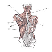 Muscles du dos (voir description de l'image pour la légende).