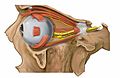 Lateral orbit nerves