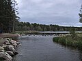 Mississippi syner ikke af meget ved sit udspring i Lake Itasca i Minnesota.