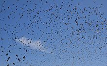 Flock of starlings