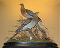 Passenger pigeons