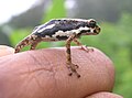 Image 19Malabar tree toad, Pedostibes tuberculosus, Hyperoliidae, India (from Tree frog)