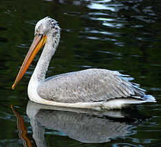 Dalmatian Pelican