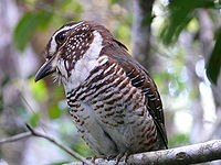 Short-legged Ground-roller