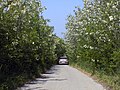 Strada locale caratterizzata dalla presenza di alberi di acacia