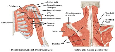 Muscles profonds bras (anglais).