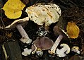 !Cortinarius insignibulbus!