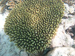 Acropora millepora