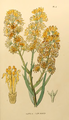 Nuytsia floribunda