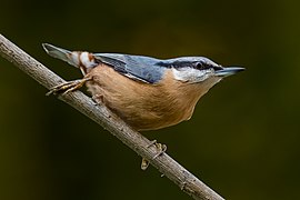 S. e. caesia porūšis (šiaurinė Austrija)