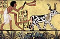 Image 14Ploughing with a yoke of horned cattle in Ancient Egypt. Painting from the burial chamber of Sennedjem, c. 1200 BC. (from History of agriculture)