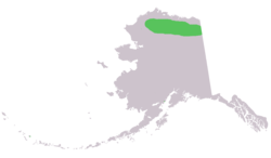 Range of Marmota broweri in Alaska. Its range also extends slightly into Canada.