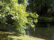 Tulipier du parc Josaphat