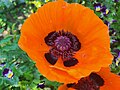 Papaver Orientale (Fruit Punch Poppy) found at the Coastal Maine Botanical Gardens