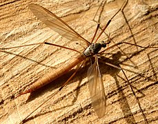 Tipula oleracea, un Tipulidae.