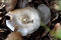 Cortinarius caerulescens!Cortinarius caerulescens!