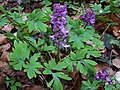 Corydalis cava