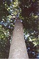 White beech in a remnant of the Big Scrub - Alstonville, NSW