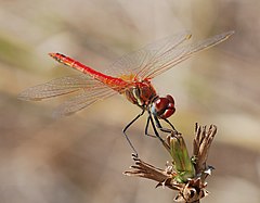 ♂ Sympetrum fonscolombii