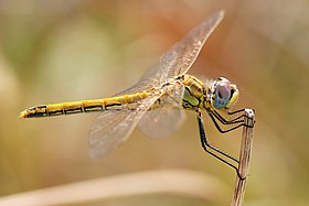 Libélula da espécie Sympetrum fonscolombii