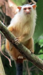 Female Schneider's marmoset