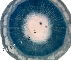 Dwarsdoorsnede van een vlasstengel. 1=merg; 2=primairxyleem; 3=xyleem; 4=floëem; 5=sclerenchym (de vezel); 6=primaire schors (cortex); 7=epidermis