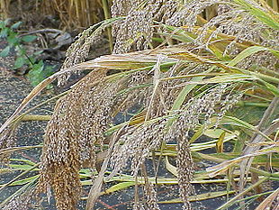 Almindelig hirse (Panicum miliaceum).