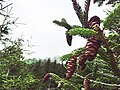 Pingloj kaj fruktoj de kaŭkaza piceo, Picea orientalis