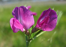 Vicia sativa