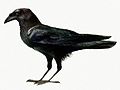 Corvus Edithae