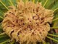 Feuilles ovulifères de Cycas revoluta au Conservatoire Botanique de Brest