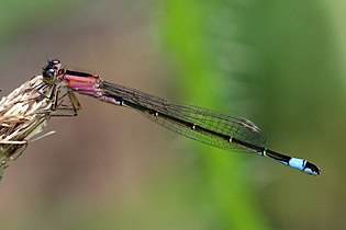 Female form rufescens