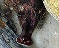 The bare snout of Galemys pyrenaicus