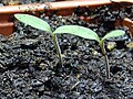 Tomatoes, day 7