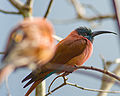 Kármin gyurgyalag (Merops nubicus)