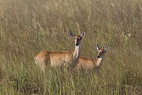 Fêmeas no Parque Nacional da Serra da Canastra