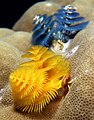 Spirobranchus giganteus (Christmas tree worms from East Timor)