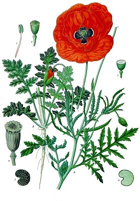 Papaver rhoeas