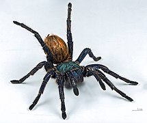 (MHNT) Chromatopelma cyaneopubescens - Venezuela - Female