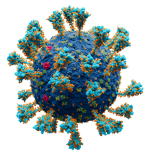 "Severe acute respiratory syndrome coronavirus 2"