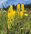 Bright yellow bracts of Castilleja levisecta are more tightly pressed against the stem than bracts of other Castilleja species.