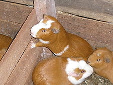 Wasi quwi (Cavia porcellus)