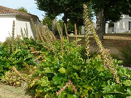 Acanthus in Arces