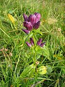 Gentiana pannonica.