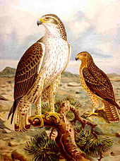 Gravure colorée représentant deux Aigles de Bonelli aux couleurs différentes sur fond de paysage rocheux.