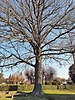 Luthereiche neben Friedhof in Schönbach