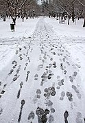 Snow in Mashhad.