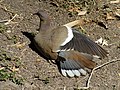 Bird with one wing partially extended