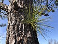 Bark and trunk sprout, a defining characteristic of the species